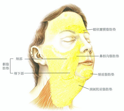 面部脂肪是维持面部形态的重要成分颅面骨,肌肉和皮肤_圈子-新氧美容
