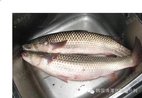 是没毒的可以食用)37 招潮蟹36 凤鲚(jì)35 蝤蠓虎——乌塘鳢(lǐ)34