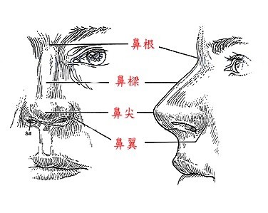 论鼻子在五官的重要性 一个漂亮的鼻子对于五官气质很 圈子 新氧美容整形