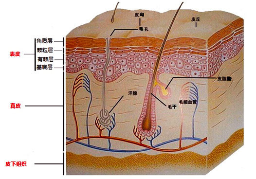 a:要注射到真皮浅层.