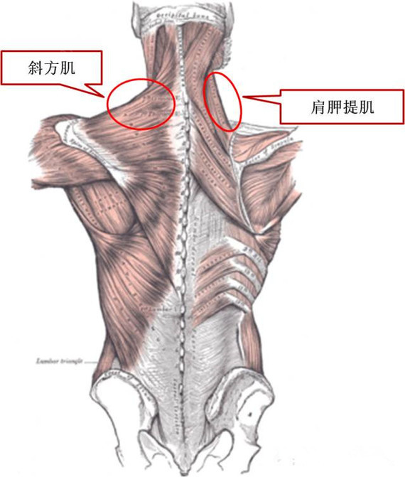 肩胛提肌位置图图片