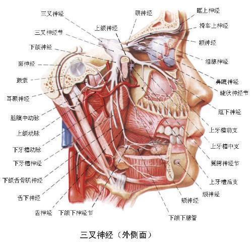 脸大怪骨头?no