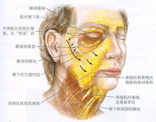 人體激素水平發生變化,皮膚變薄,表皮形態發生變化,深層次的脂肪流失