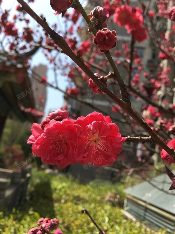 眼睛有点痒,我觉得是伤口在愈合了,就是还是肿,可能是我没有坚持冰敷?