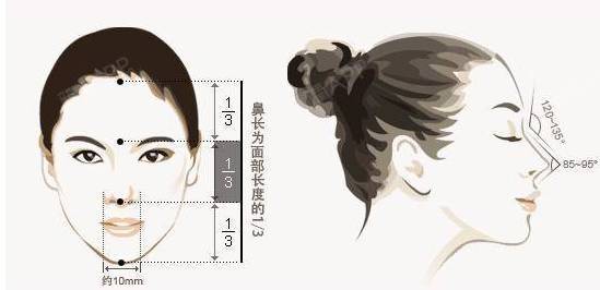 美鼻7标准,你的鼻子够美吗?每个人鼻子的结构