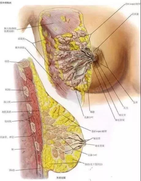 圈子-新氧美容整形