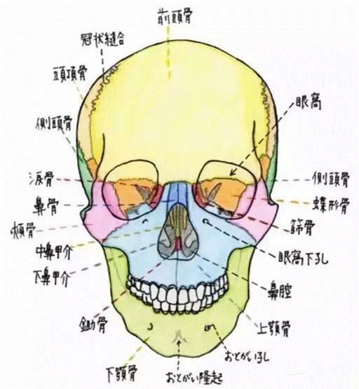 头部关节图解大全图片图片