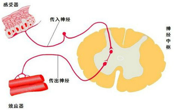 运动神经末梢结构图图片