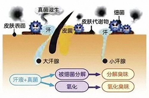 天气热起来,不仅胖子难受,有狐臭的也不好