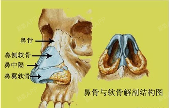 在鼻骨与鼻软骨相接处,是鼻背的最突出点,约平眶下缘上方3mm水平,此处