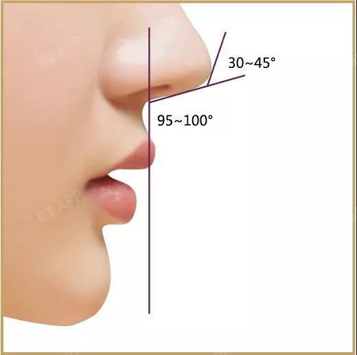 标准鼻小柱图片