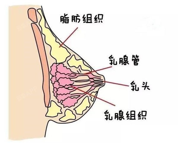 美胸与美体不可兼得,饱满的胸部让小仙女们惊艳全场!