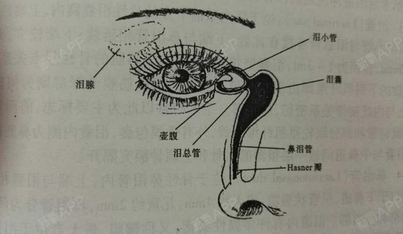 泪道内眦韧带及轮匝肌肌腱内眦:由上,下睑内眦部相合形成内眦角