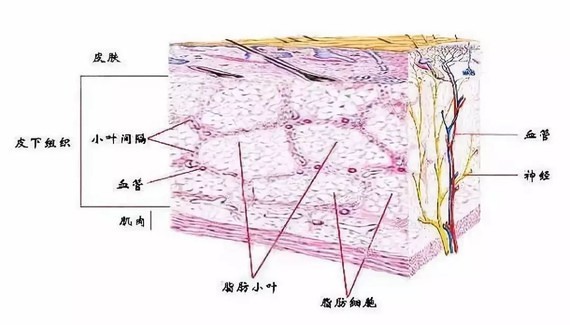 皮肤血管分布图片