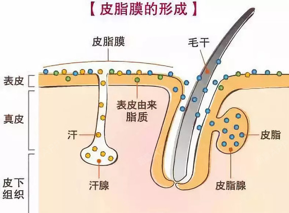 皮脂腺具体位置图片