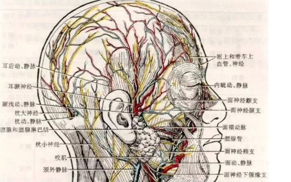 额头血管神经分布图图片