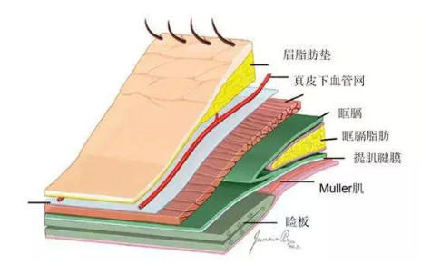 眼部皮肤层次结构图图片