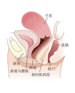 韩国好手艺妇产科的后方膣圆盖术是什么样的 私密 圈子 新氧美容整形