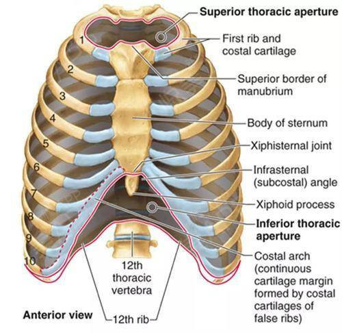 胸骨结构