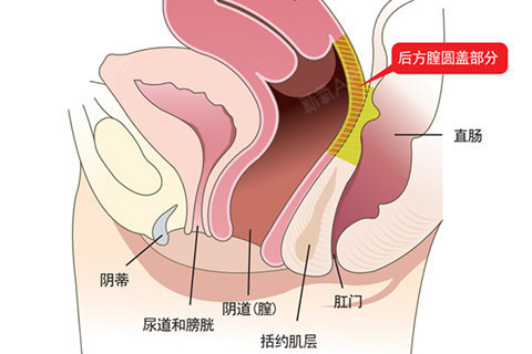 首先要知道膣的意义 膣 妇女私处女幽膣道的旧称 也 圈子 新氧美容整形