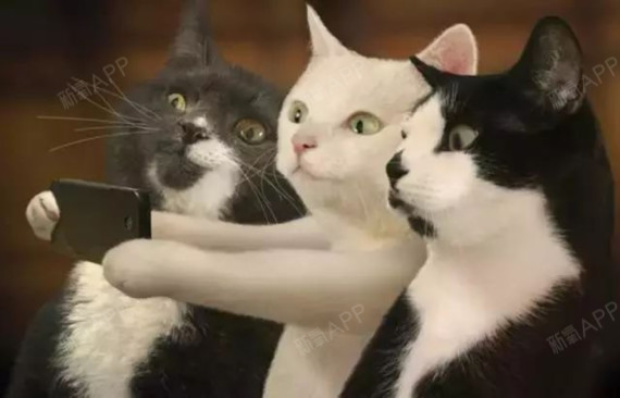 其实自从流行v脸和心形脸后