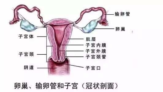 女性生理扫盲:多图详解处女膜的真实模样及位置