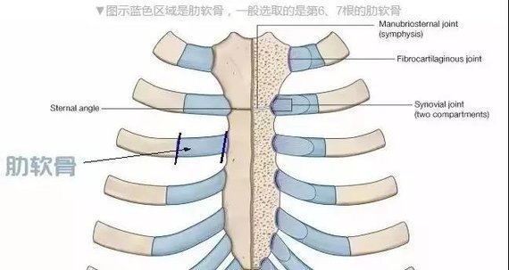 为什么要选择肋软骨鼻?