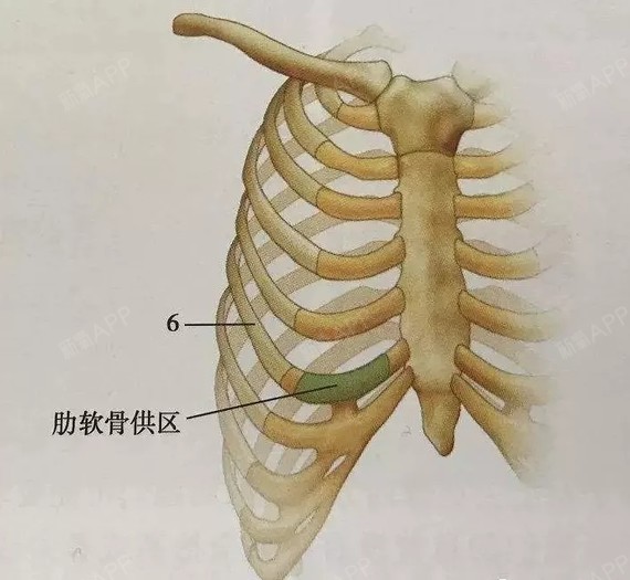 医生取肋软骨选择的是第6,7根肋骨之间的软骨.