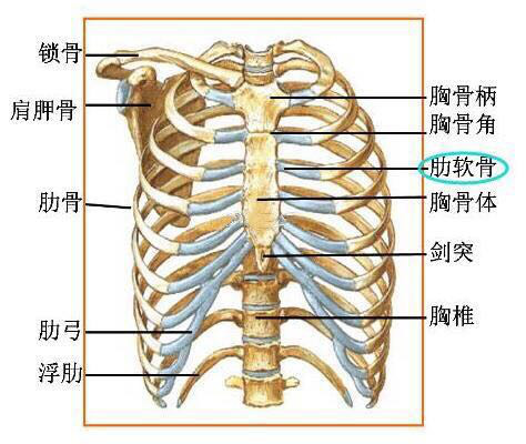 【同济曾宁-鼻整形】隆鼻整形手术中可以使用的哪些自体软骨