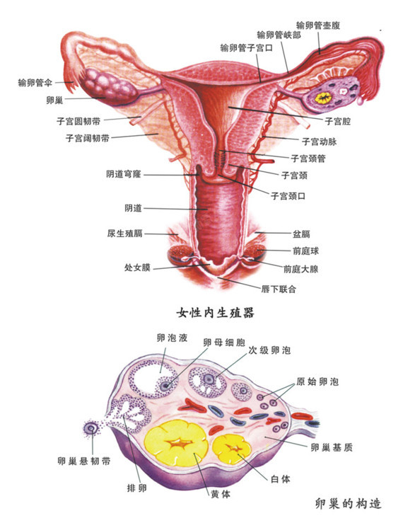 正常的阴是什么样的图片