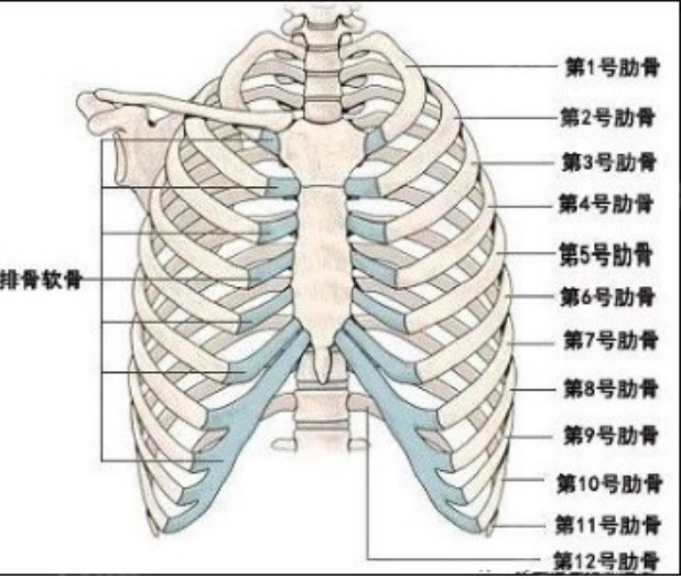肋骨解剖结构图解图片
