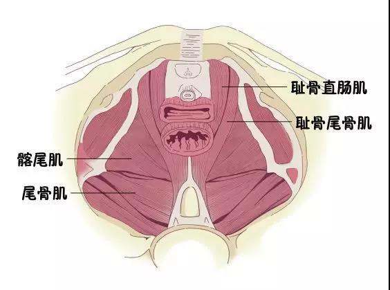这个问题,"顺产不仅痛,还可能会阴撕裂或侧切,听说生完小孩阴道松弛