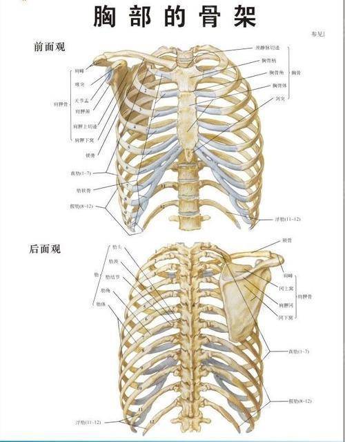 肋缘的解剖图图片