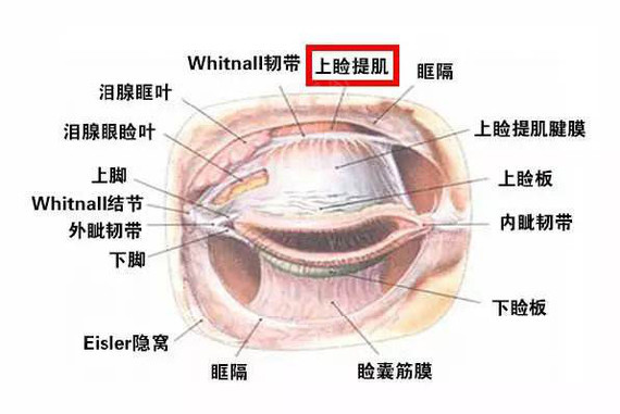 亚洲人上睑的解剖图重睑术针对的几乎都是健康的眼睑状态,不会在视野