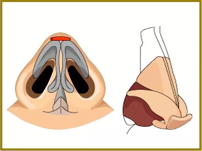 位置:一般位于鼻棘的上方,但不直接与鼻棘接触,在二者之间留有少量的
