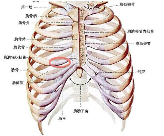 肋软骨是透明软骨,联结着骨性肋骨和胸骨,虽然它呈乳白色并不透明