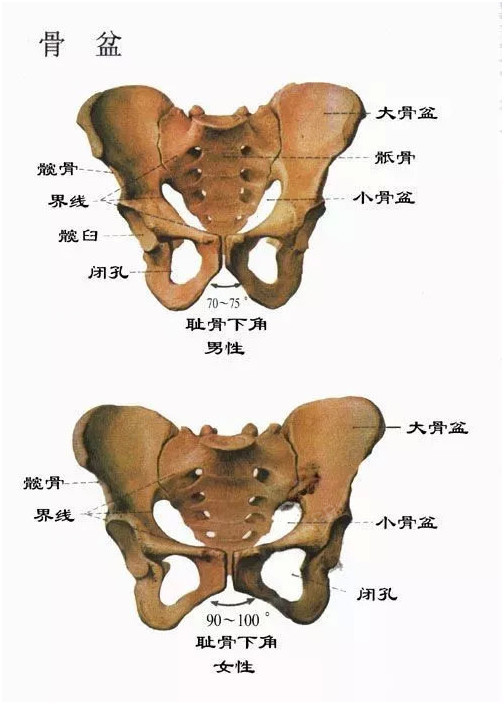 女性盆骨结构图及名称图片