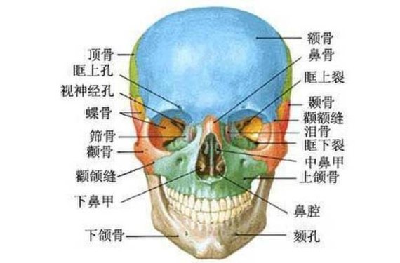 颧弓解剖图片