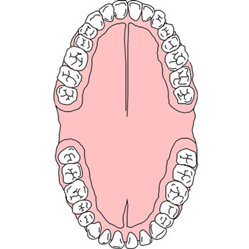 認識了牙齒的結構,接下來要知道牙齒的生長過程以及分佈.