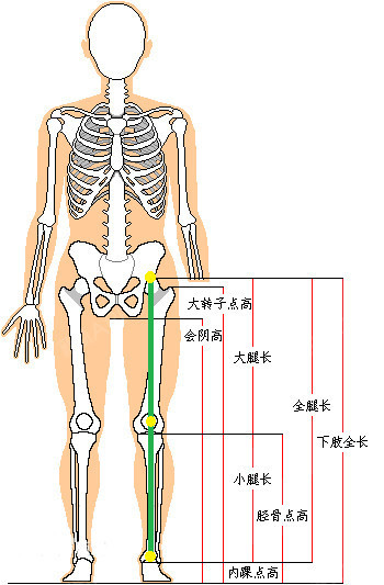 那通常所说的腿直,则是指股骨最高点(大腿骨最高的地方),髌骨中心