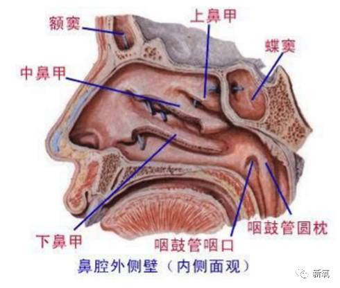 鼻腔前面通過鼻孔與外界接通,後部通向咽部.