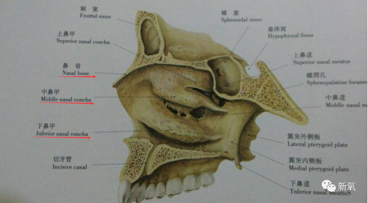 其实就把鼻骨看做分界线