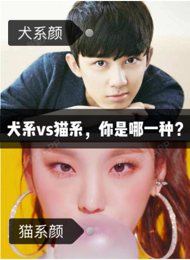 犬系脸vs猫系脸 你是哪种 按照五官特征和风格不同 圈子 新氧美容整形