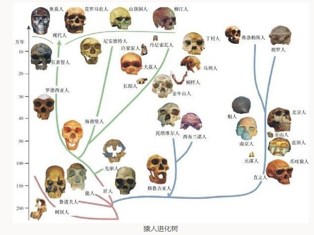 人类进化分支图片