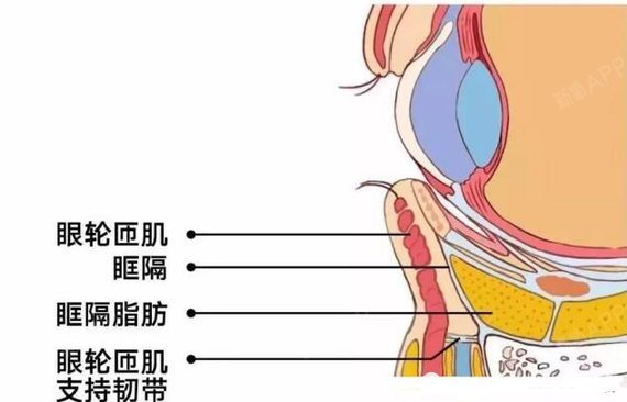 眼袋形成的2个重要因素