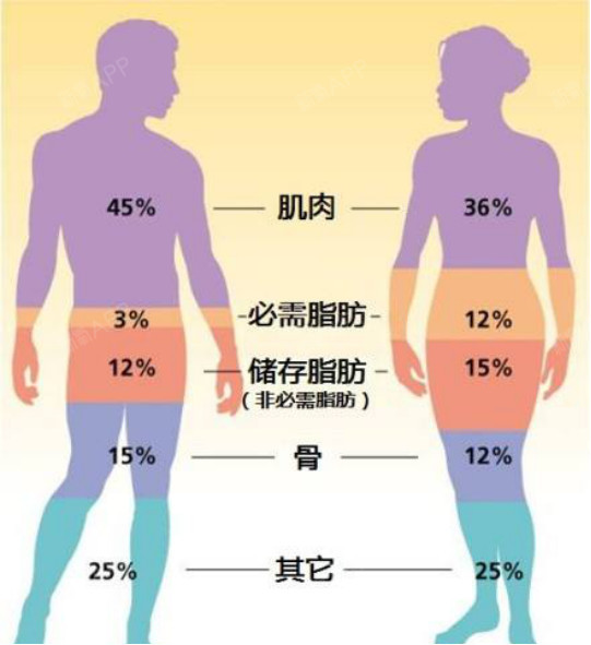 男女体脂率对比一览表图片