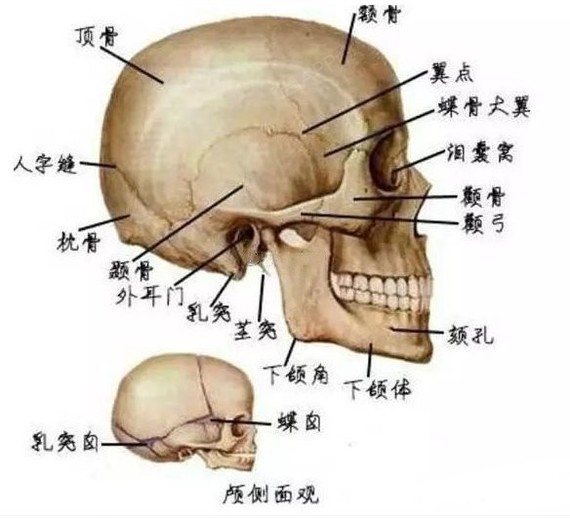 后脑勺结构图片
