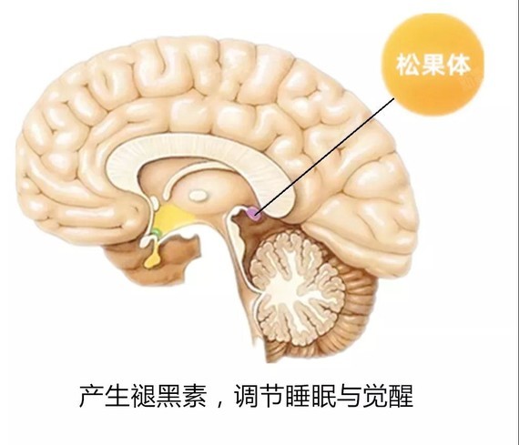 天黑时,光线刺激减少,松果体大量分泌褪黑素并进入血液,我们逐渐进入