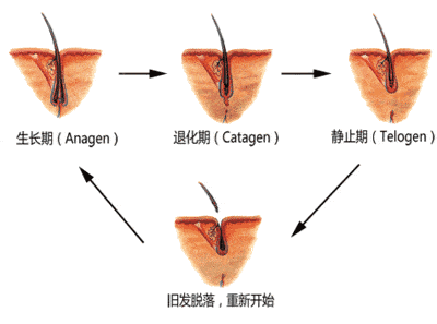 植发快速生长期(植发快速生长期是什么时候)