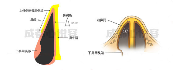 首页 此页面仅支持预览 Avatar 心悦容医疗美容门诊部 51篇日记 鼻腔可以分为前下部分的鼻前庭和后部的固有鼻腔这两个部分构成 两者分界鼻前庭 后上方的弧形隆起部分 就是我们说的鼻阈 是由上外侧软骨尾侧缘所形成的 除此之外 鼻前庭的皮肤逐渐过渡